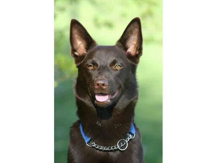 Australsk kelpie Born To Work Brown Bellis - Bellis April 2005 - taget af Carina Enevoldsen www.aussies.dk billede 1