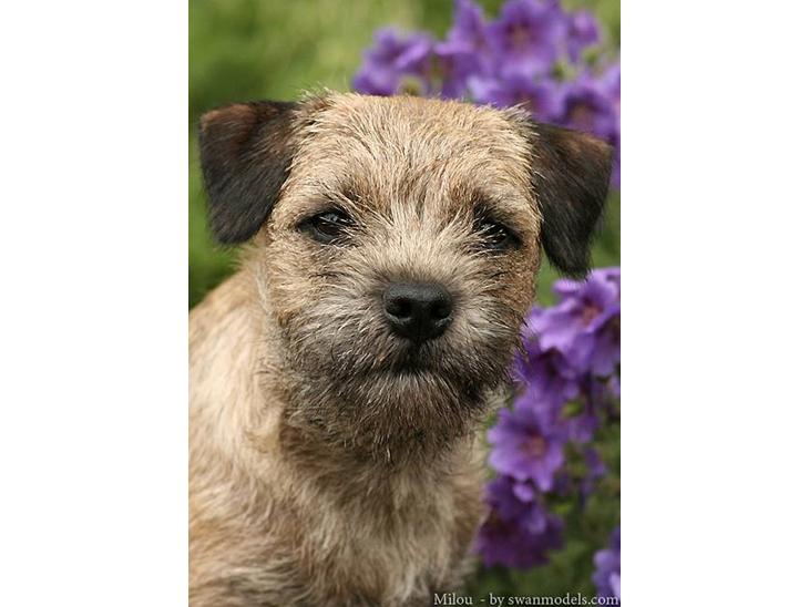 Border terrier DKAGCH, SP3  "Milou" - Jamen jeg ved det godt mor - jeg ER bare lækker..!! Taget af swanmodels.com billede 1