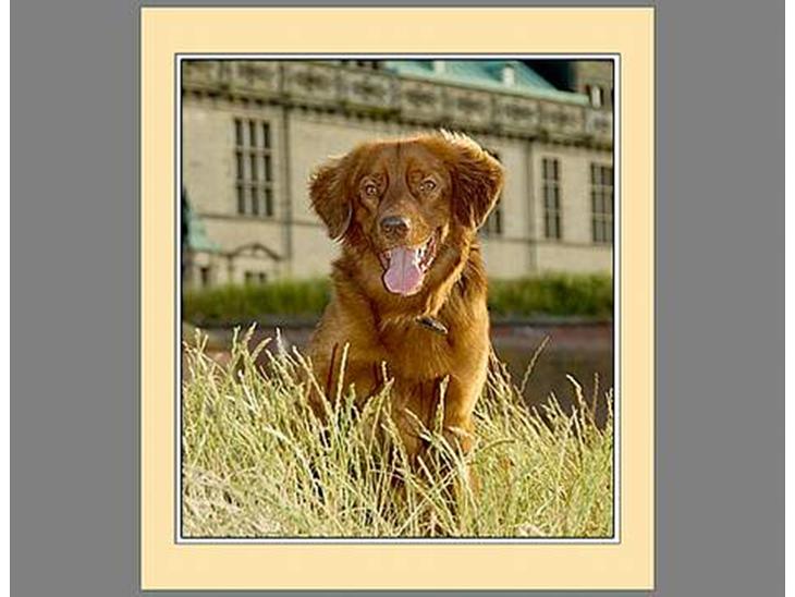 Nova scotia duck tolling retriever Fievel *Himmelhund* - Her er Fievel hos en amatørfotograf. Men jeg synes om resultatet billede 1