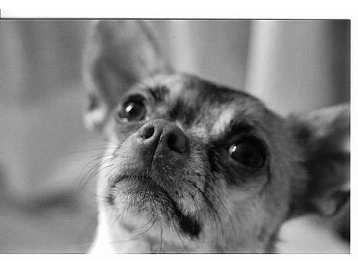 Chihuahua Nemo - Jeg er for lækker og nuttet billede 1