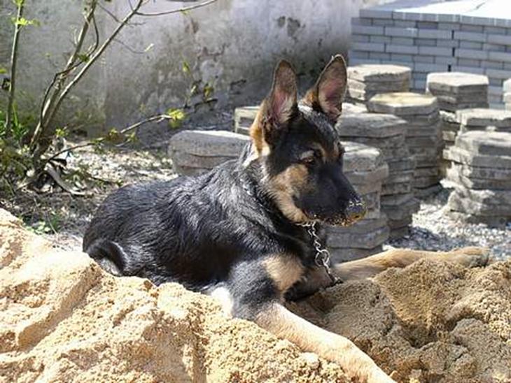 {{currentPhoto.altText}} billede {{currentPhoto.number}}