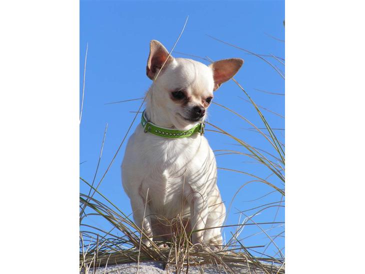 Chihuahua SHANTI - NYT. Shanti i "forårsolen", den 9/2-08 billede 1
