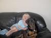 Dobermann Basse