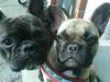 Fransk bulldog Tinga