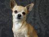 Chihuahua <3 Kaja <3