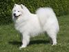 Samojedhund Discos Playboy