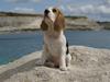 Beagle Svea