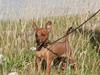 Dvaergpinscher Bombastic Leopold T F. [ Himmelhund]