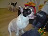 Fransk bulldog Bufas