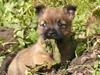 Cairn terrier Mille