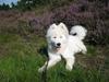Samojedhund Discos Zorba Dancer