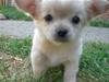 Chihuahua Cozmo *R.I.P*