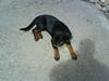 Rottweiler Sascha