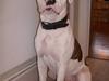 Amerikansk bulldog kettners ferdinand