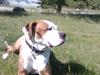 Amerikansk bulldog Freja