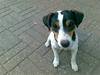 Jack russell terrier bibi
