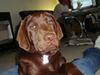 Labrador retriever Tyson