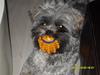 Lhasa apso Coco