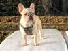 Fransk bulldog Felix