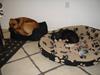 Amerikansk staffordshire terrier Cuda [Tidl. hund]
