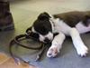 Border collie Eddy
