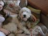 Petit basset griffon wendéen Indiana jones 