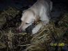 Blanding af racer Balou R.I.P. [ Himmelhund]
