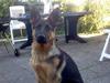 Schæferhund coco 