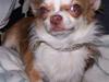 Chihuahua Zilver