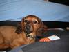 Miniature gravhund sille