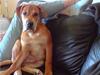 Mallorca Mastiff / Ca de Bou Alejo/Hector