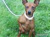 Dvaergpinscher Tango