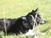 Border collie Bibbi :D 