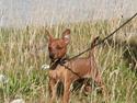 Dvaergpinscher Bombastic Leopold T F.