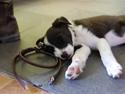 Border collie Eddy