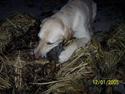 Blanding af racer Balou R.I.P.