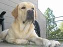 Labrador retriever Athos