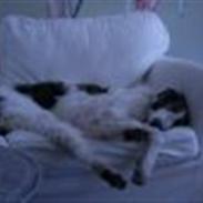 Borzoi Oluf (Olle)