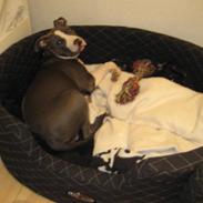 Amerikansk staffordshire terrier Malde