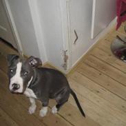 Amerikansk staffordshire terrier Malde