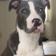 Amerikansk staffordshire terrier Malde