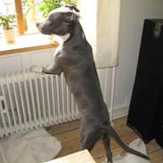 Amerikansk staffordshire terrier Malde