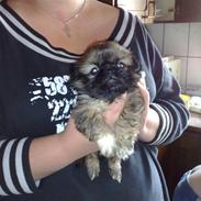 Pekingeser Tyson