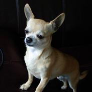 Chihuahua <3 Kaja <3