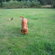 Cocker spaniel Molly