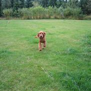 Cocker spaniel Molly