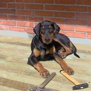 Dobermann Basse