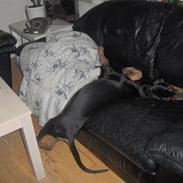 Dobermann Basse