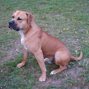 Amerikansk staffordshire terrier Mojo