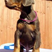 Dobermann Alpha